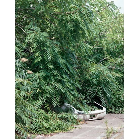 Franziska Klose: Detroit: Field Notes from a Wild City, (Paperback)