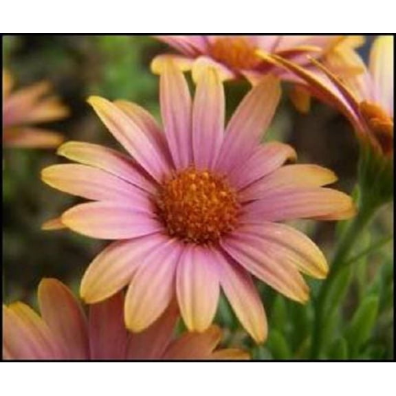 25 SALMON AFRICAN DAISY Dimorphotheca Sinuata Apricot Flower Seeds