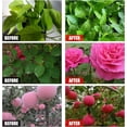 thumbnail image 4 of Amino Acid Plant Nutrient Solution, Universal Hydroponic Liquid Plant Fertilizer, Concentrated Turf Grass Soil Conditioner, 4 of 5