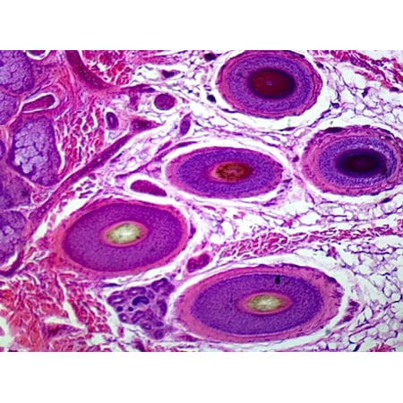 Microscope Slide  Hairy Skin  Mammalian; Showing Skin Structures Such as Glands and Hair; Section by Go Science Crazy price history on PriceWatchPro