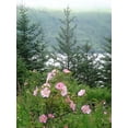 thumbnail image 1 of 15 Pink WOOD'S ROSE Bush Mountain Rose Rosa Woodsii Fragrant Flower Seeds, 1 of 3
