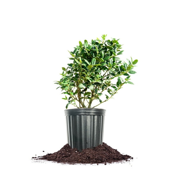 Perfect Plants Dwarf Burford Holly 1 Gallon
