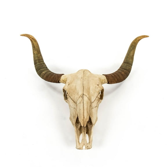 Wall Decor Bull Skull Animal Polyresin New ZT-1725
