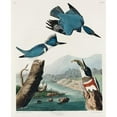 thumbnail image 3 of Audubon, John James 15x18 Black Modern Framed Museum Art Print Titled - Belted Kingfisher, 3 of 5