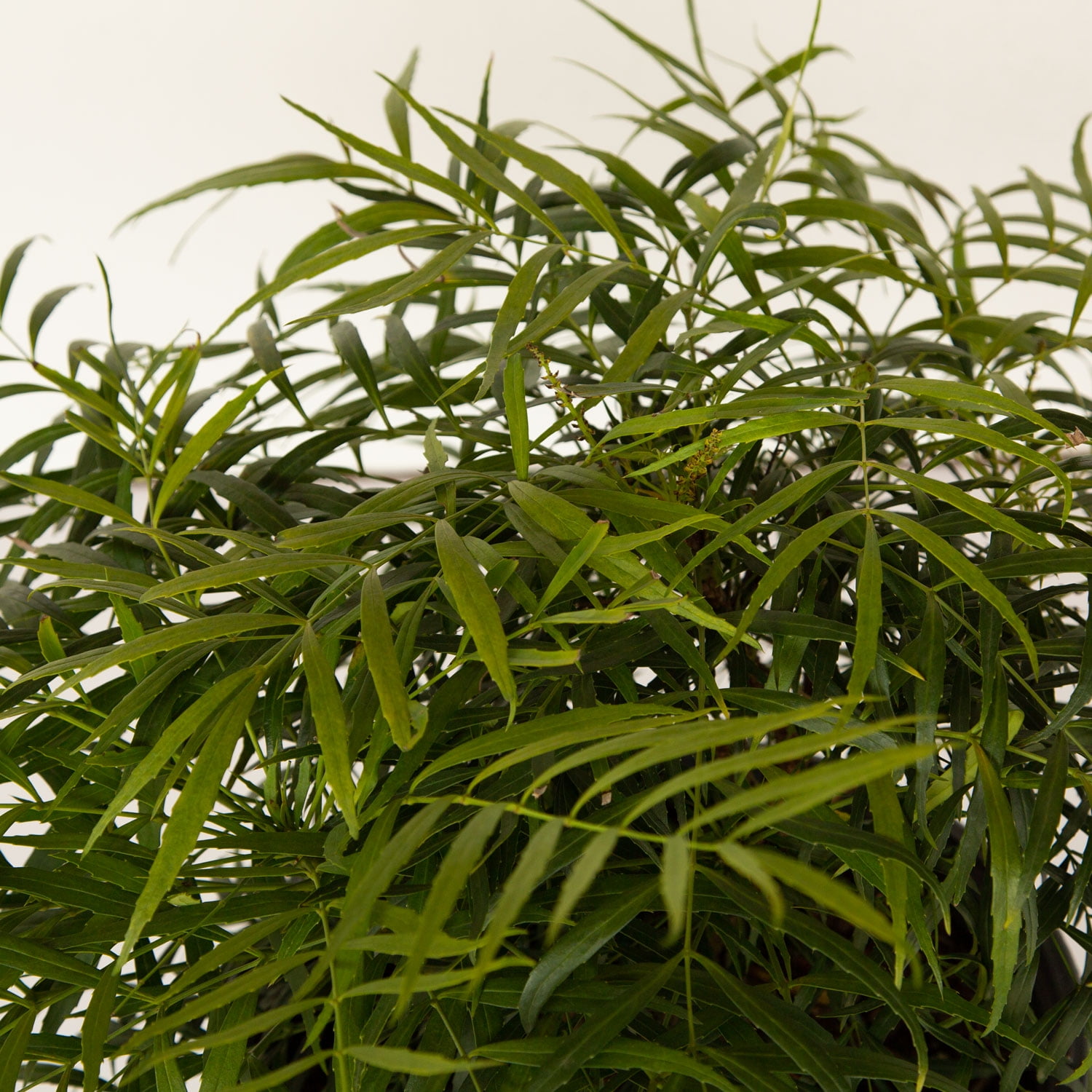 Southern Living Soft Caress Mahonia Live Shrub in 2.5-Quart Grower Pot