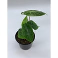 thumbnail image 7 of Alocasia Morocco, Alocasia Reginu, 4 inch, Elephant Ear African Plant, Clear Green, 7 of 7