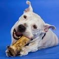 thumbnail image 6 of Best Bully Sticks Marrow Bones for Dogs, 3 Pack - USA Packed Healthy Dog Treats, Dog Bones for Large Dogs - Grass-Fed Beef Long Lasting Dog Chews, 6 of 7