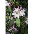 thumbnail image 3 of 50 Graines de Fleurs Blanches RHODODENDRON FORTUNE Arbuste Rose Mauve, 3 of 10