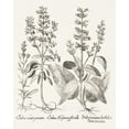 thumbnail image 2 of Besler, Basilius 26x32 Gold Ornate Wood Framed with Double Matting Museum Art Print Titled - Sepia Besler Botanicals III, 2 of 4
