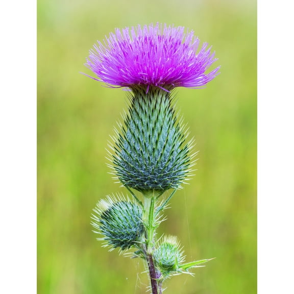 Dominicus Bergsma Spear Thistle Flower Head Photo Extra Large XL Wall Art Poster Print