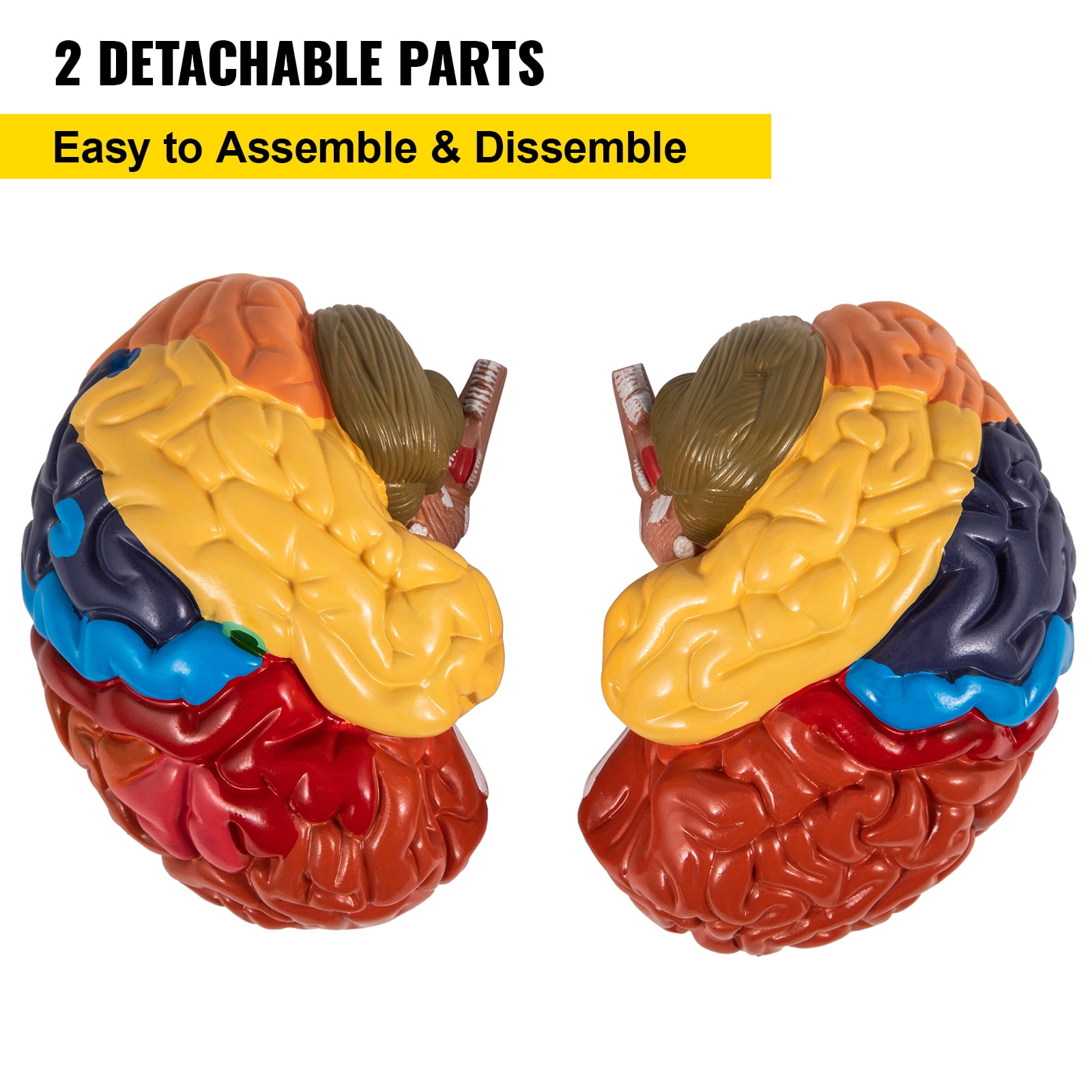 Vevor Modelo De Anatomía Del Cerebro Humano Chile Ubuy