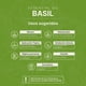 thumbnail image 5 of Aceite Esencial De Albahaca | 50 ml | Ingredientes Puros y Naturales | Essential Oil Basil | B Life., 5 of 6