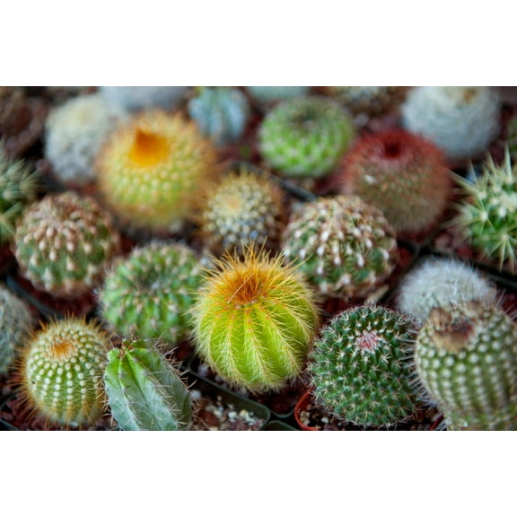 Art.com Close-Up of Multi-Colored Cacti Photographic Print, 18" x 12"
