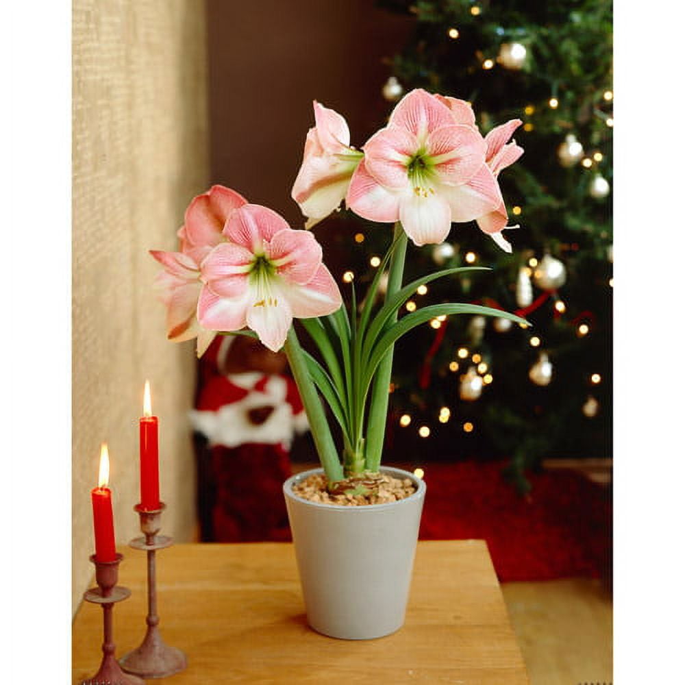 Bloomsz Economy Amaryllis Apple Blossom