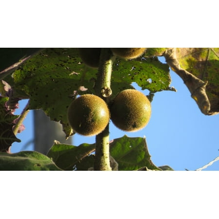 Colombia Natural (Peel-n-Stick Poster of Colombia Fruits Natural Plants Nature Poster 24x16 Adhesive Sticker Poster)