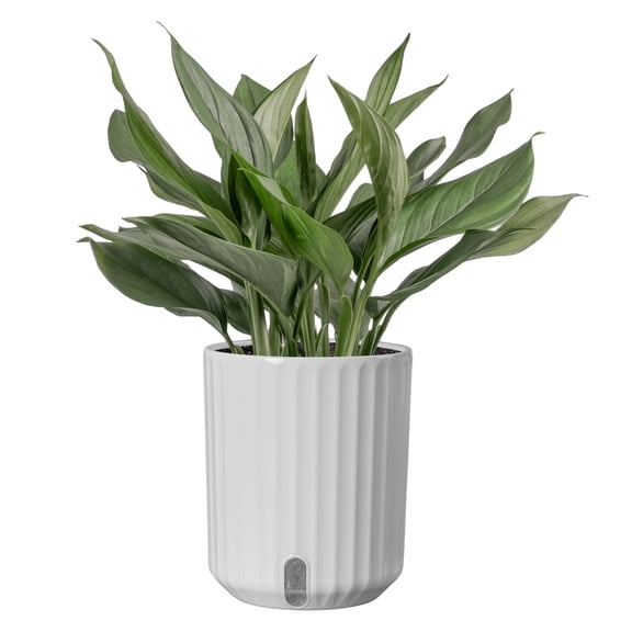 Costa Farms 12" Scindapsus Perakensis Live House Plants in 5" Self-Watering Planter