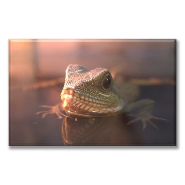 Cuadro Canva Listo Para Colgar Tipo Galería Reptil Nadando 40X60 cm