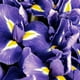 thumbnail image 5 of Ralph Lauren EDP Spray Polo Blue 6.7 oz Aerosol EDP, 5 of 5