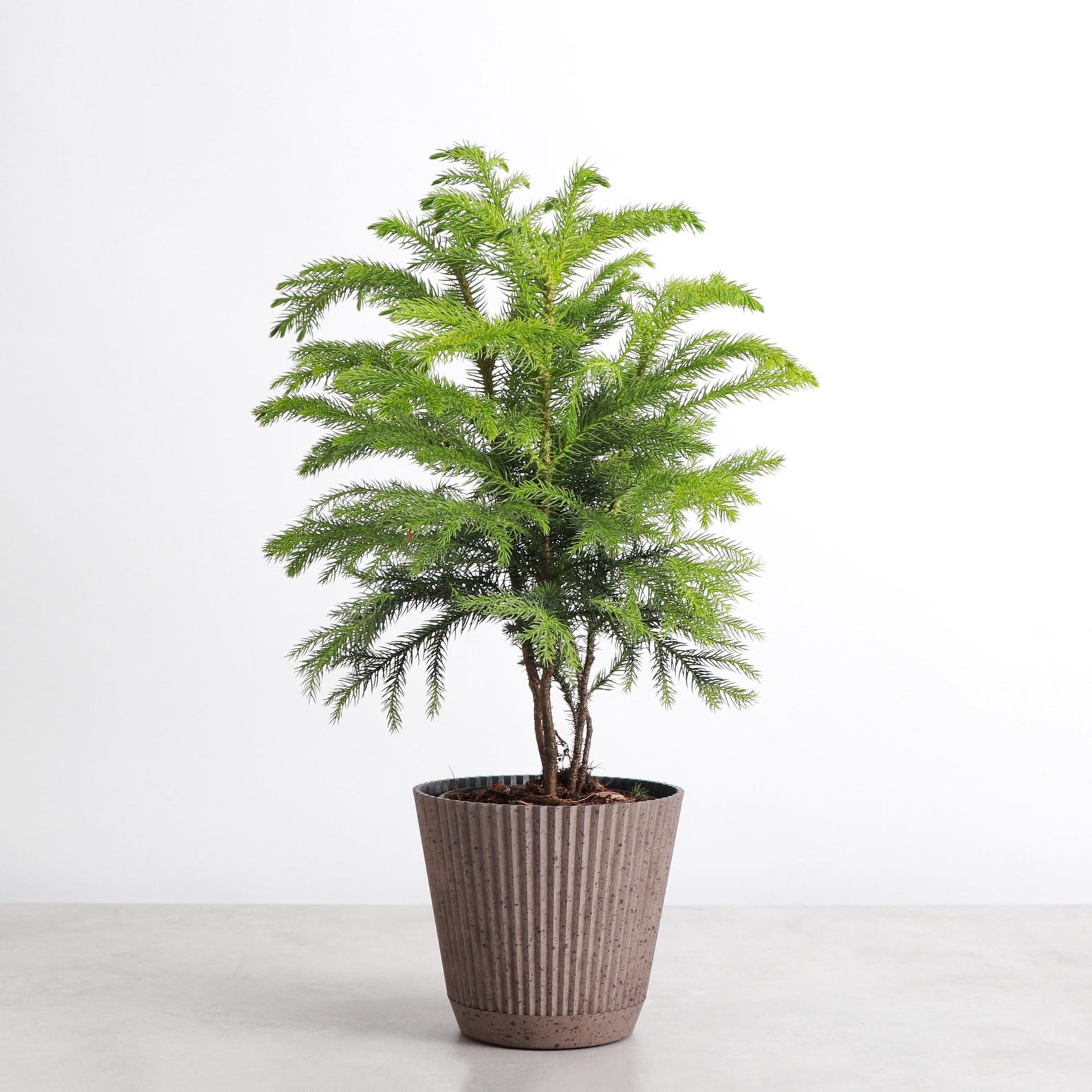 Live Norfolk Pine Plant - Air Purifying - 4" Decorative Pot Cover - Thorsen's Greenhouse