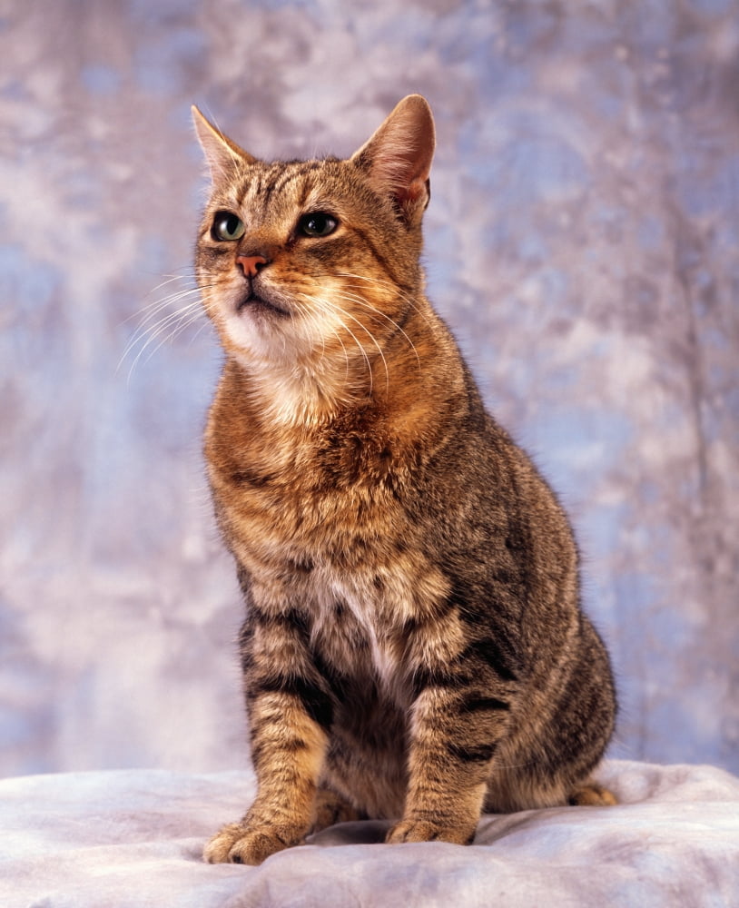 Tabby Cat Portrait