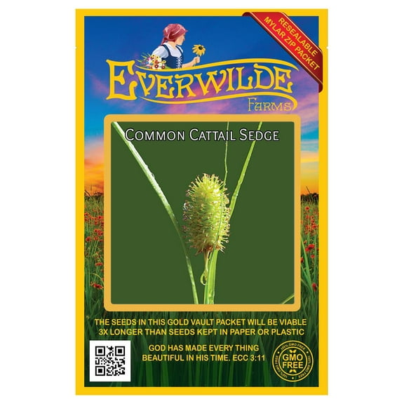 Everwilde Farms - 100 Common Cattail Sedge Native Grass Seeds - Gold Vault Seed Packet