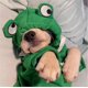 thumbnail image 4 of KAIYANG Sudadera con capucha y cordón para mascotas, ropa de invierno cálida para cosplay de perros (rana, XS) COLOR 6, 4 of 5