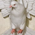 thumbnail image 4 of Windborne In Flight Dove Wall Accent White, 4 of 5