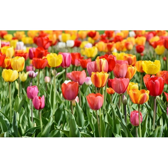 50 Tequila Sunrise Tulip Mix Bulbs
