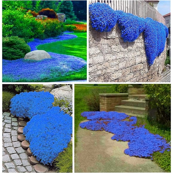 HJADGG 20000+ Blue Creeping Thyme Seeds for Planting Thymus Serpyllum-Heirloom Creeping Thyme Seeds Ground Cover Easy to Plant-Open Pollinated