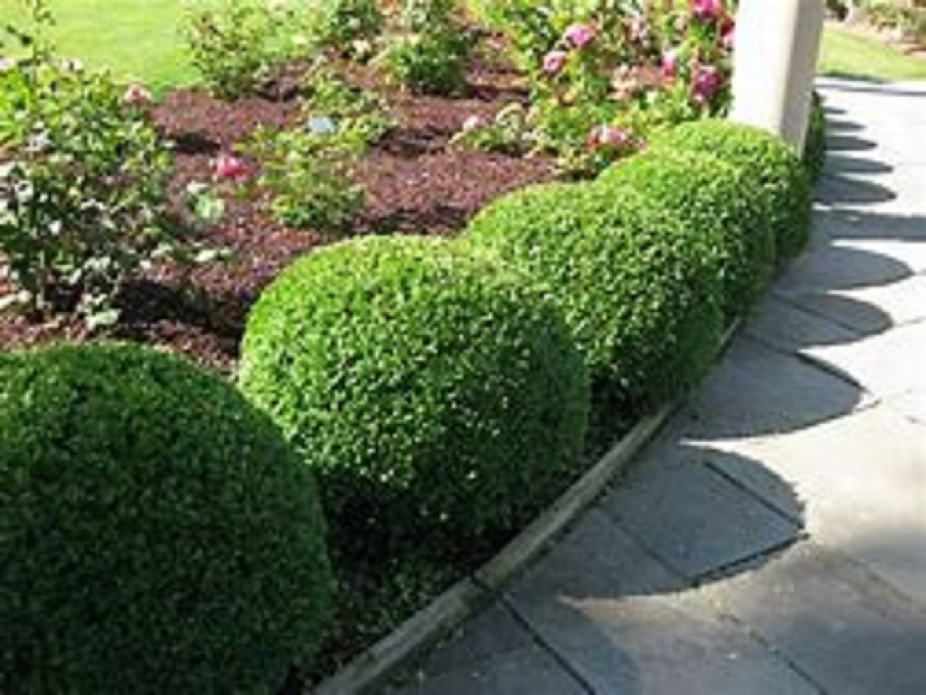 Green Velvet Boxwood Evergreen Live Shrub in 3-Gallon Grower Pot