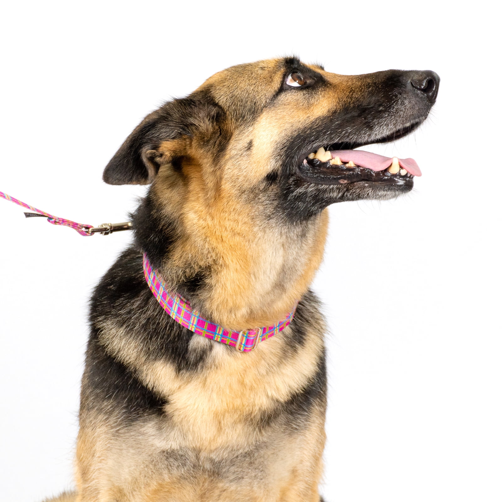 Country Brook Petz® Bubblegum Pink Plaid Martingale Dog Collar and Leash, Medium