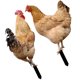 thumbnail image 3 of Estacas decorativas de acrílico para patio, 2 uds., estacas de pollo, señales de inserción de patio acrílico, estacas para césped, 3 of 5