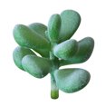 thumbnail image 4 of Coofit 16PCS Fake Succulent Decorative Unpotted Artificial Succulents Fake Plant, 4 of 10