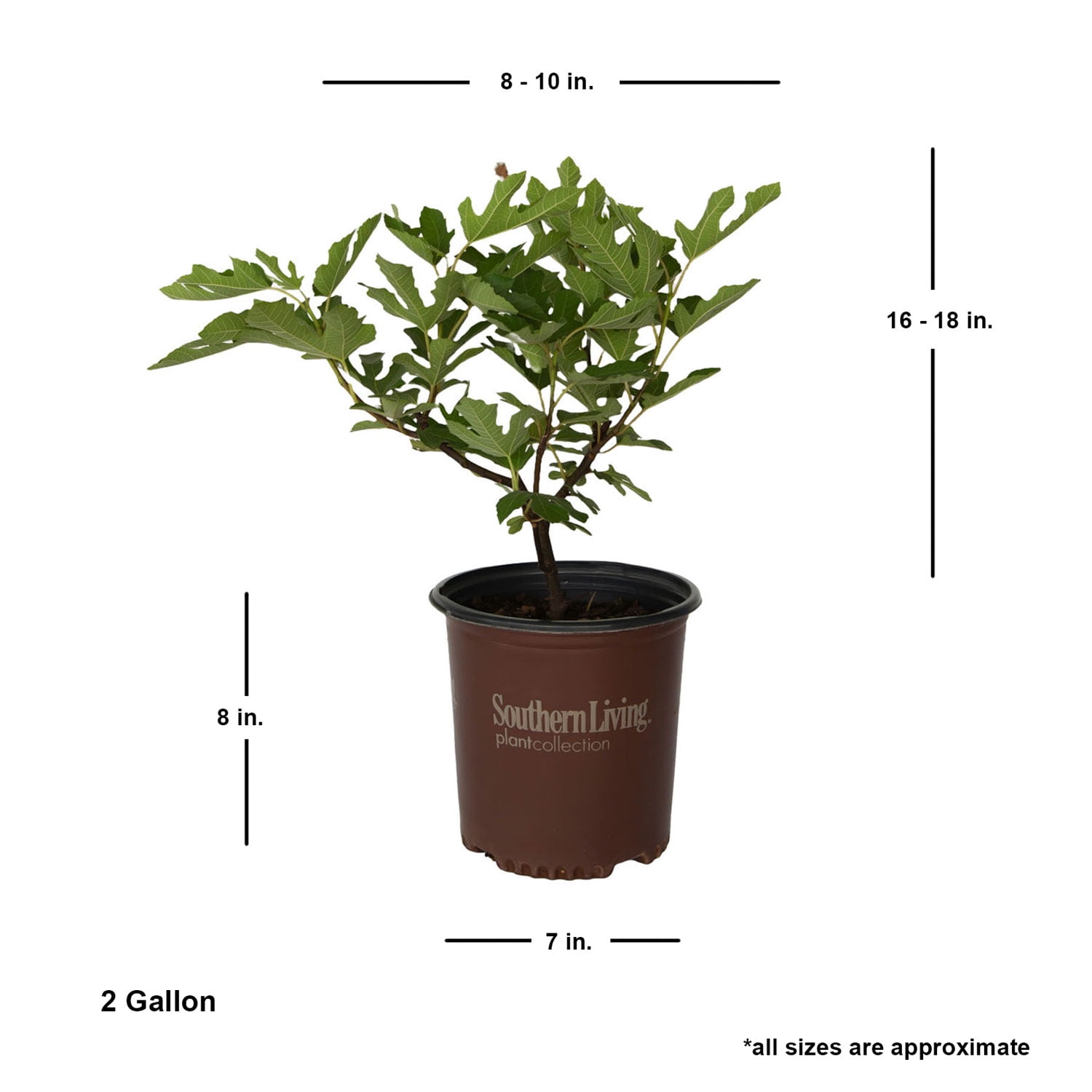 Southern Living Little Miss Figgy Dwarf Fig Live Shrub in 2-Gallon Grower Pot