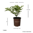 thumbnail image 3 of Southern Living Little Miss Figgy Dwarf Fig Live Shrub in 2-Gallon Grower Pot, 3 of 12