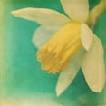 thumbnail image 3 of Jorgensen, Jennifer 20x20 Black Modern Framed Museum Art Print Titled - White Flowers V, 3 of 5