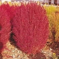 thumbnail image 2 of Outsidepride Burning Bush Kochia Trichophylla Plant Seed - 10000 Seeds, 2 of 9