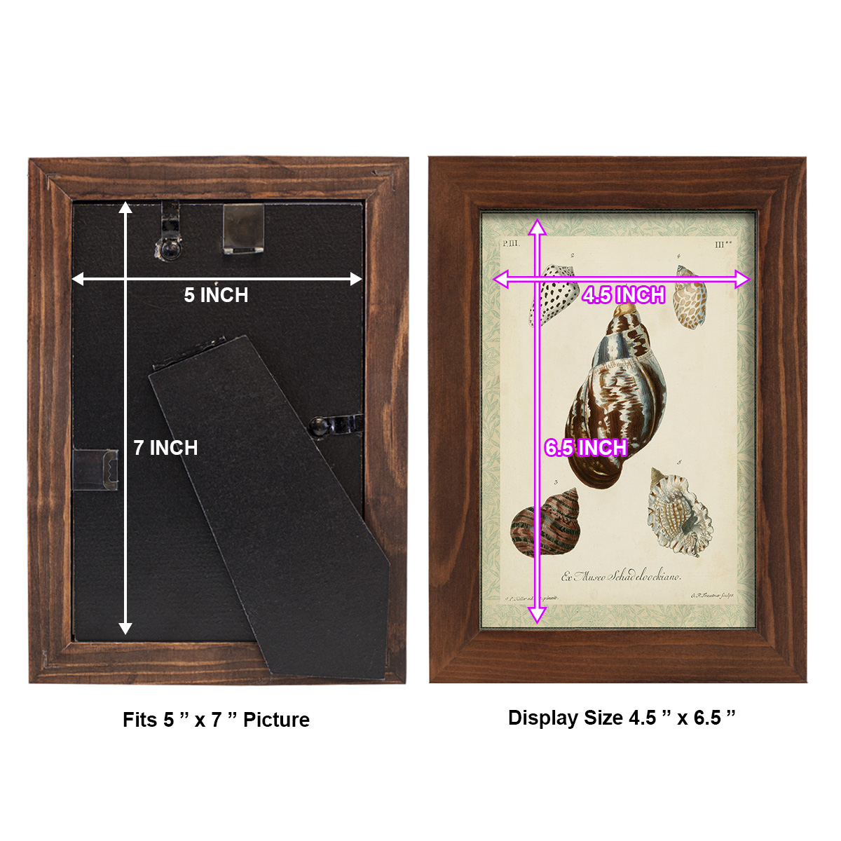 Bookplate Shells VII - Framed Print w/glass - Chestnut