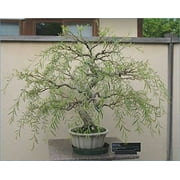 Bonsai Tree - Dragon Willow Tree - Large Thick Trunk - Fast Growing Indoor/Outdoor Bonsai Tree Cutting - Ships Bare Root
