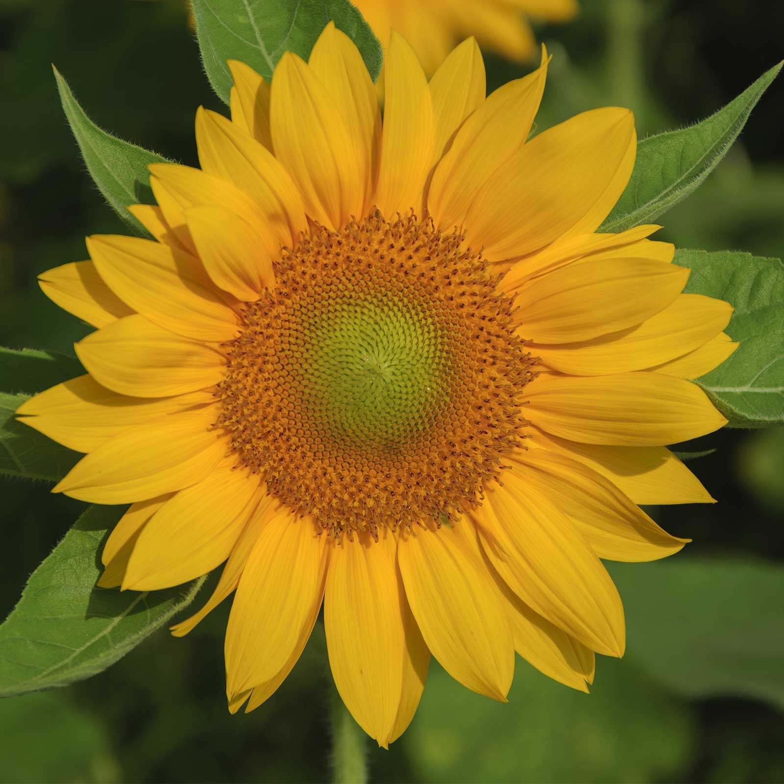 Sunflower Flower Garden Seeds Pro Cut Series F1 Gold 500 Seeds