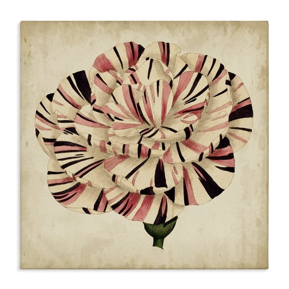 Stupell Industries Cottage Striking Striped Tulip Bloom Aged Canvas Art, 17 x 17, by Vision Studio