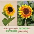 thumbnail image 4 of Harris Seeds - Sunflower Helios Flame F1 Seeds - Golden Yellow Flowers - 50 Seeds, 4 of 5