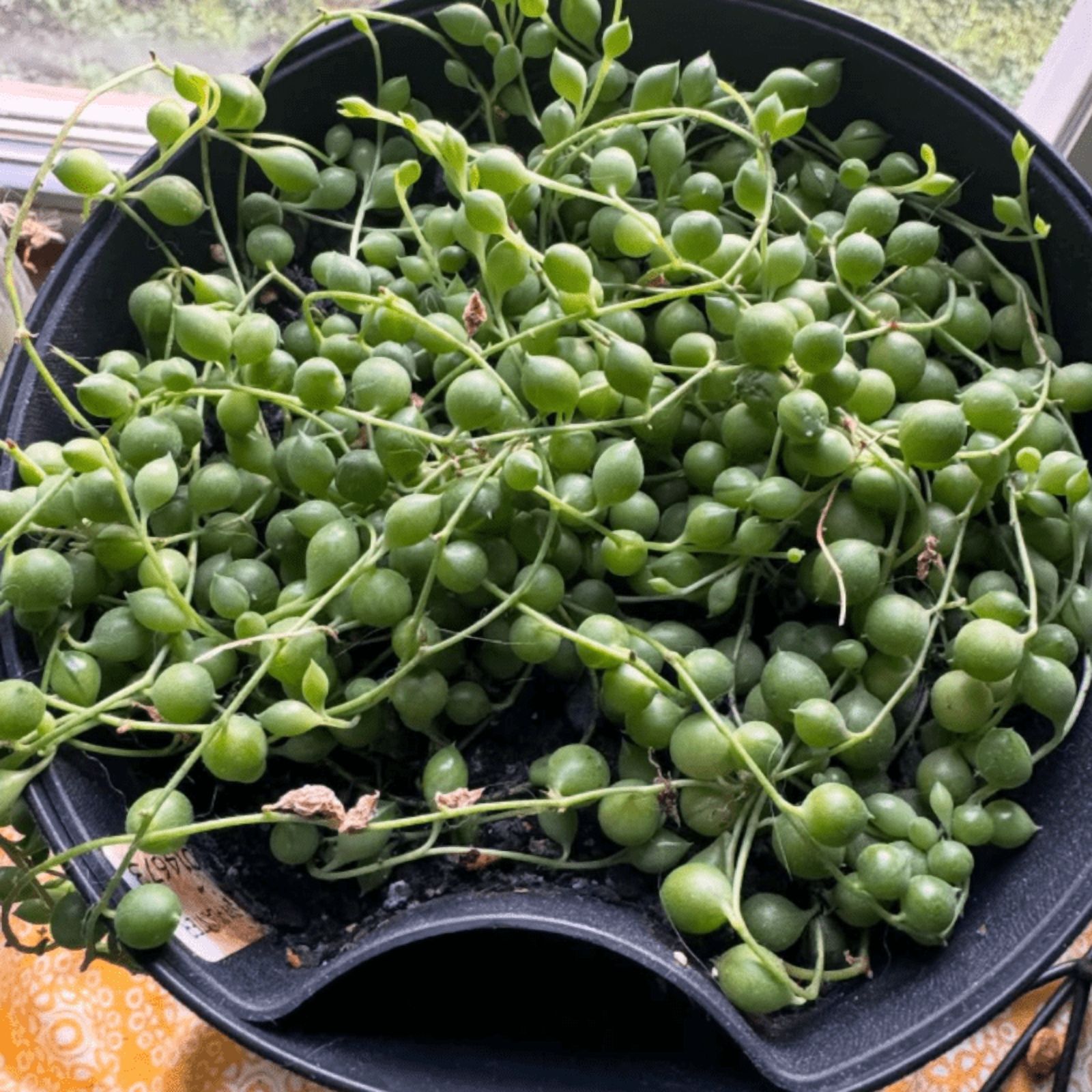 String of Pearls, Hanging Succulent, Trailing Succulent, Indoor Houseplant, Live Plant in 4'' Pearl Variegate