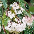 thumbnail image 2 of Polka Dot Begonia - Live Plant in a 4 Inch Pot - Begonia Maculata - Extremely Rare and Beautiful Indoor Houseplant - Air Purifying, 2 of 7