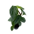 thumbnail image 3 of BubbleBlooms Philodendron Pastazanum, Silver Sword Philodendron, 2-inch Velvet-Leaf Plant, 3 of 9