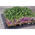 thumbnail image 4 of TomorrowSeeds - Purple Vienna Kohlrabi Seeds - 1000+ Count - For 2026 Planting USA Asian Chinese, 4 of 11