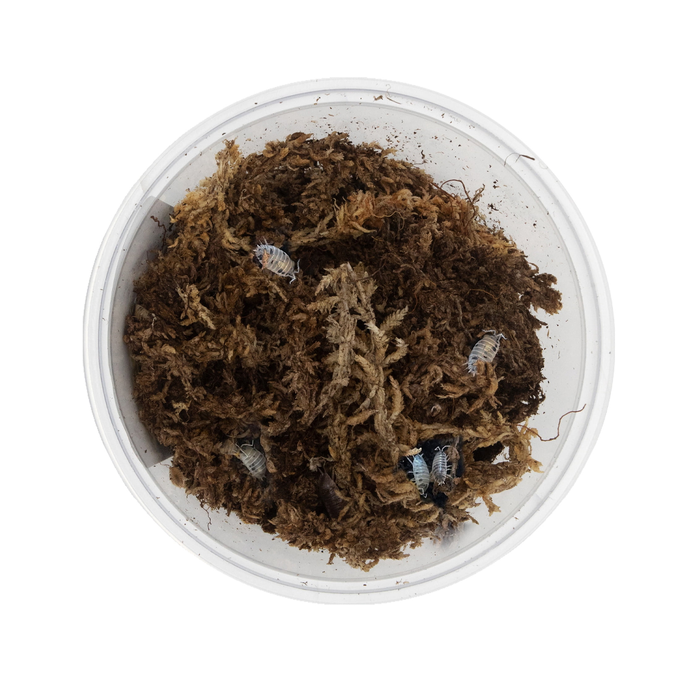 ReptiCulture Dairy Cow Isopod 10 ct