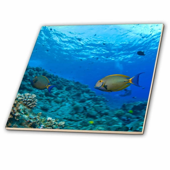 3dRose, Fish, Hawaii - US12 SWS0169 - Stuart Westmorland, 8 Inch Glass Tile