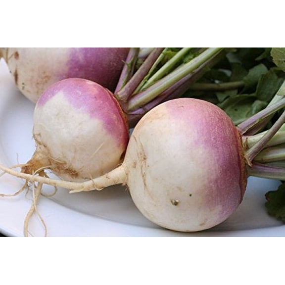 Turnip Purple Top Deer Food Plot by Seed Kingdom Bulk 1 Lb Seeds