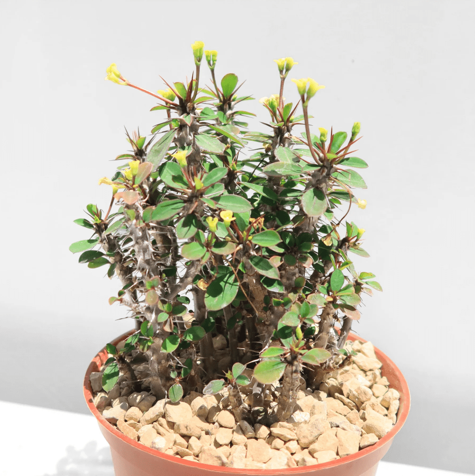 Hardy Crown of Thorn Live Plant, Yellow Euphorbia Milii Tree, Indoor Outdoor Décor Succulent Cactus, 4 to 6 Inch Tall, Ship No Pot